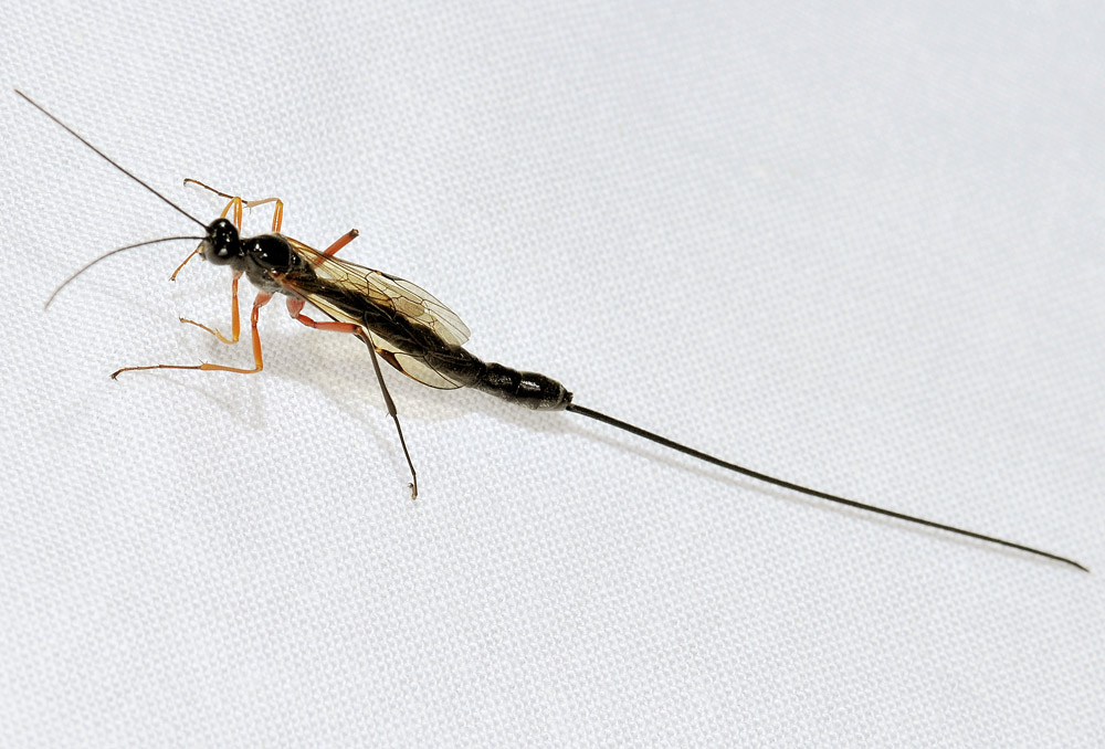 Ichneumonidae Pimplinae: cfr. Ephialtes sp.